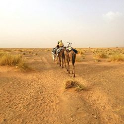 Horses on sand dune in desert against sky