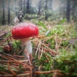 Close-up of mushroom growing on field