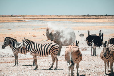 Zebras and zebra on land against sky