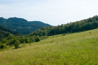 Scenic view of landscape against sky