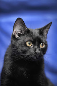 Portrait of black cat