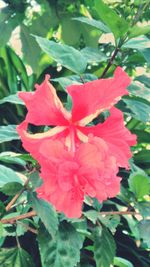 Close-up of red hibiscus blooming outdoors