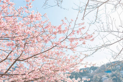 Low angle view of cherry blossoms against sky