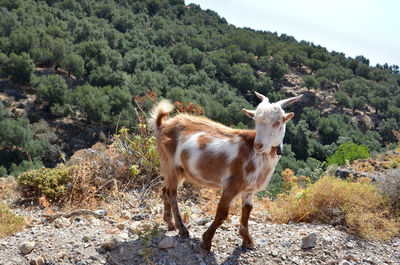 Greek goat on crete island.