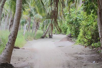 Road amidst trees in forest