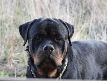 Close-up portrait of black dog