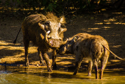 Elephant drinking water from a horse