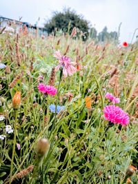 Close-up of pink flowering plants on field