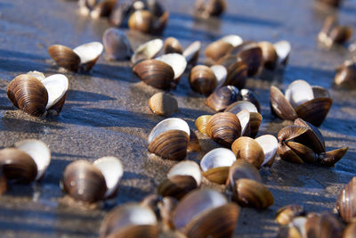 Sweetwater shells are frozen in the sand at the beach of the rhine