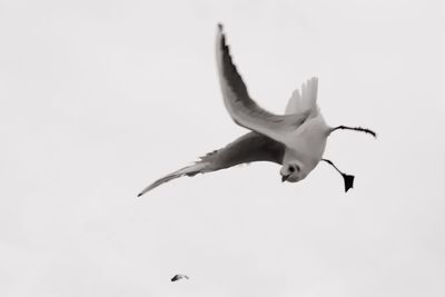 Low angle view of seagull flying against clear sky