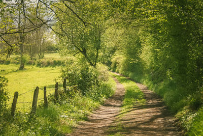 Footpath amidst trees in forest