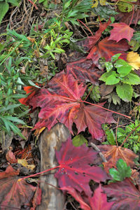 High angle view of maple leaves on plant