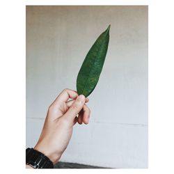 Close-up of hand holding leaf against wall 