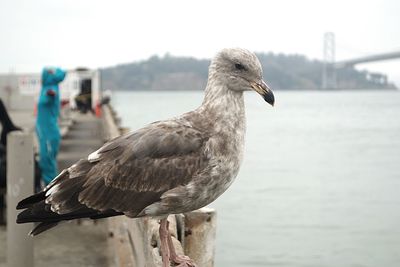 Close-up of eagle perching on shore against sky