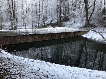 Frozen trees during winter