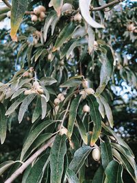 Close-up of berries growing on tree