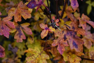 Autumn colour