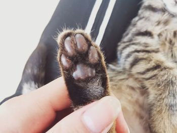 Close-up of hand holding cat