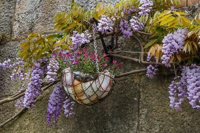 Purple flowering plants in basket