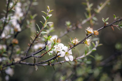 Close-up of white cherry blossom plant