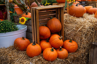 High angle view of pumpkins for sale at market