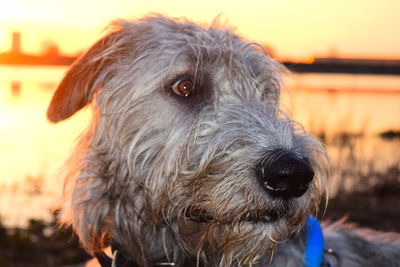 Close-up portrait of dog against sky during sunset