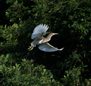 Close-up of bird flying against trees