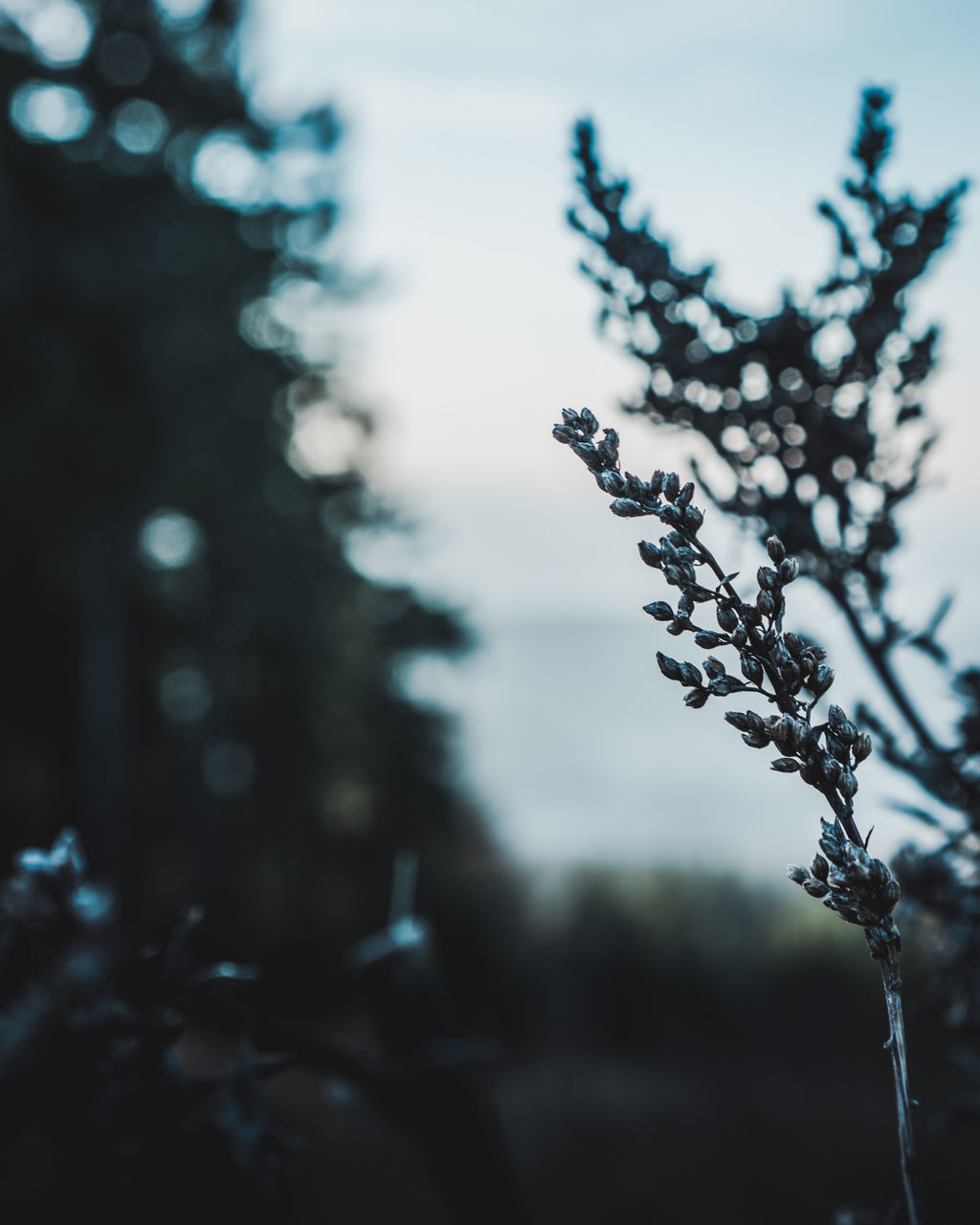 CLOSE-UP OF PLANT AGAINST SKY