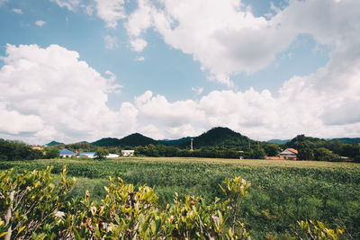 Scenic view of field against sky