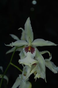 Close-up of flower blooming outdoors