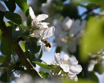 Close-up of white flowers