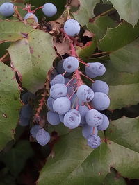 High angle view of berries on plant