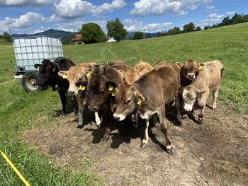 Cows in a field