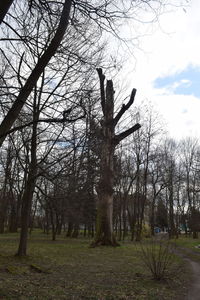 Bare trees on field against sky