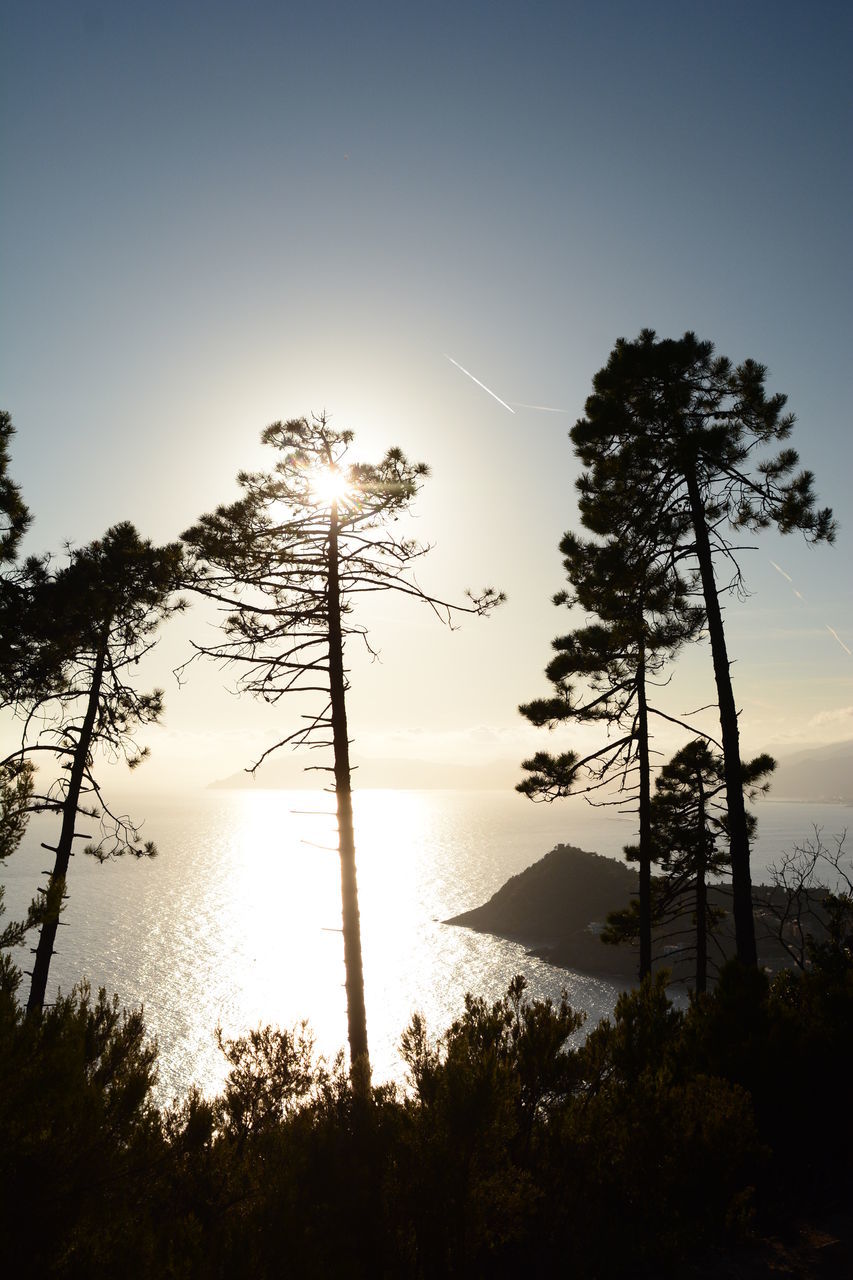 sky, tree, plant, nature, silhouette, beauty in nature, water, scenics - nature, tranquility, sunset, land, tranquil scene, environment, no people, dusk, landscape, reflection, sea, sunlight, evening, cloud, coniferous tree, pinaceae, beach, horizon, outdoors, sun, idyllic, non-urban scene, forest, pine tree, travel destinations, back lit, travel, light, twilight, vacation, holiday, growth, trip