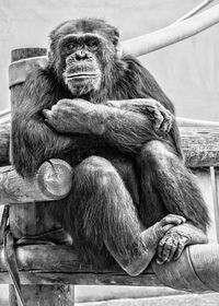 Portrait of young man sitting in zoo