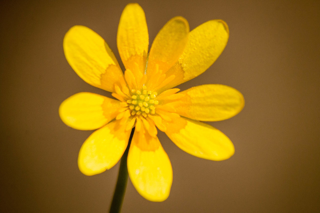 DIRECTLY ABOVE SHOT OF YELLOW FLOWERING PLANT AGAINST WALL