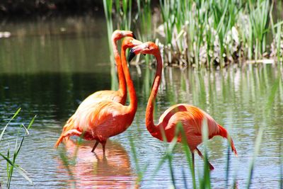 Flamingos in lake