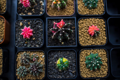 Full frame shot of potted plants