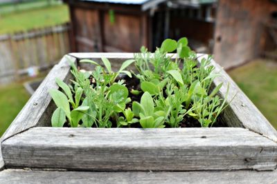 Close-up of fresh green plants in yard