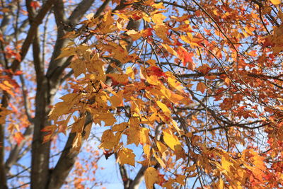 Low angle view of maple tree