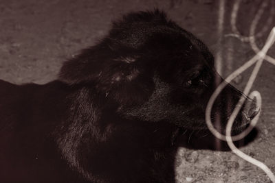 Close-up of black background