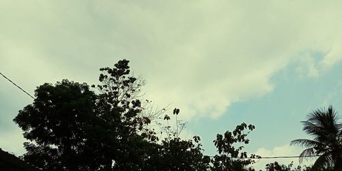 Low angle view of silhouette trees against sky