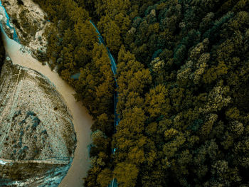 High angle view of trees in forest