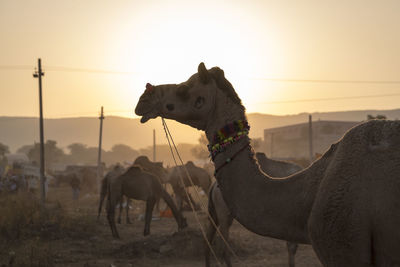 Camels wearing bead necklace standing on field against clear sky during sunset