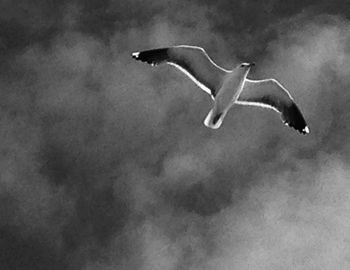 Low angle view of birds flying in sky