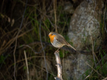 Close-up of bird perching on a branch