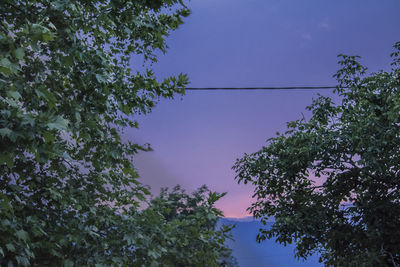 Low angle view of trees against sky