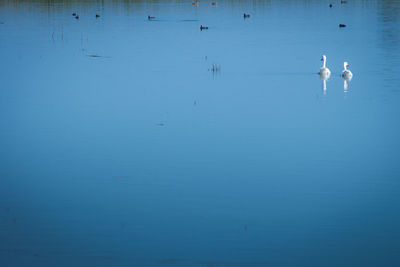 View of swans swimming in lake