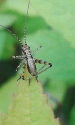 Close-up of insect on leaf